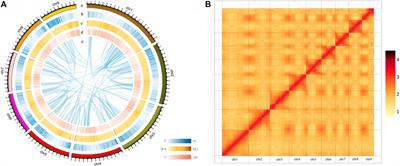 A Chromosome-Level Reference Genome of Chinese Balloon Flower (Platycodon grandiflorus)